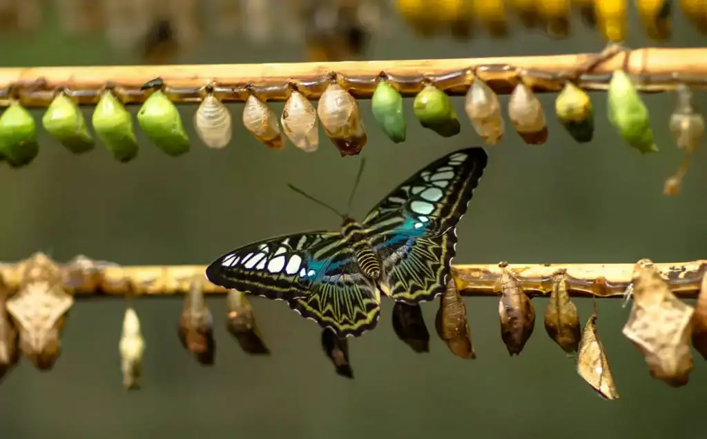 butterfly on a branch full of cocoons