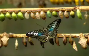 butterfly on a branch full of cocoons